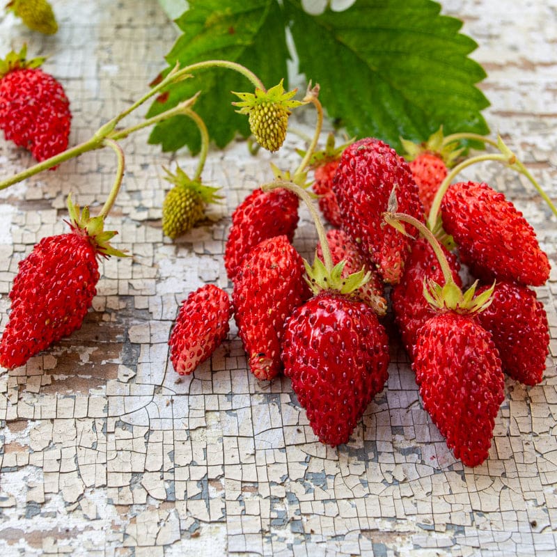 Fragaria Virginiana, Northern Alpine Wild Strawberry : 100 Seeds - Canada