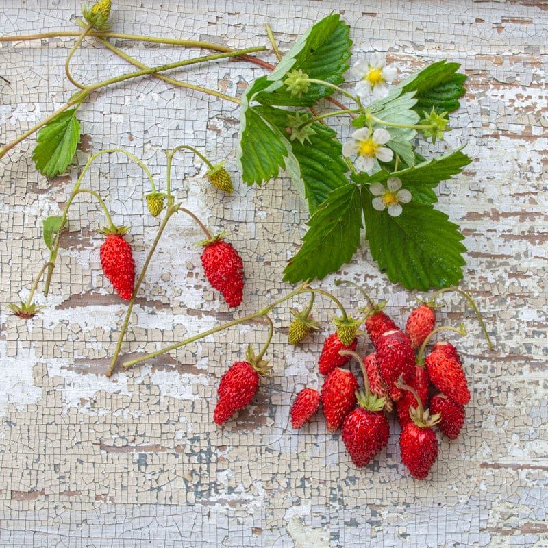 strawberry mignonette seeds Alexandria Alpine Strawberry (100-120 Days) – Pinetree Garden Seeds