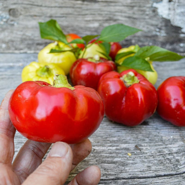 paprika plant seeds Alma Paprika Pepper (70 Days)