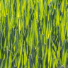 A close-up view of bright winter rye cover crop swaying in natural light.