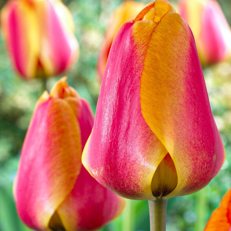 Apeldoorn’s Elite Tulip