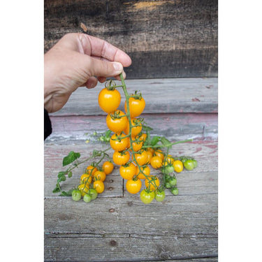 Apple Yellow Tomato (F1 Hybrid 62 Days) - Vegetables