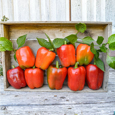 Arica Pepper (F1 Hybrid 75 Days) - Vegetables