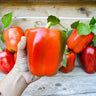 Arica Pepper (F1 Hybrid 75 Days) - Vegetables