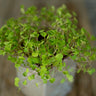 Arugula Microgreens (1oz) - Vegetables