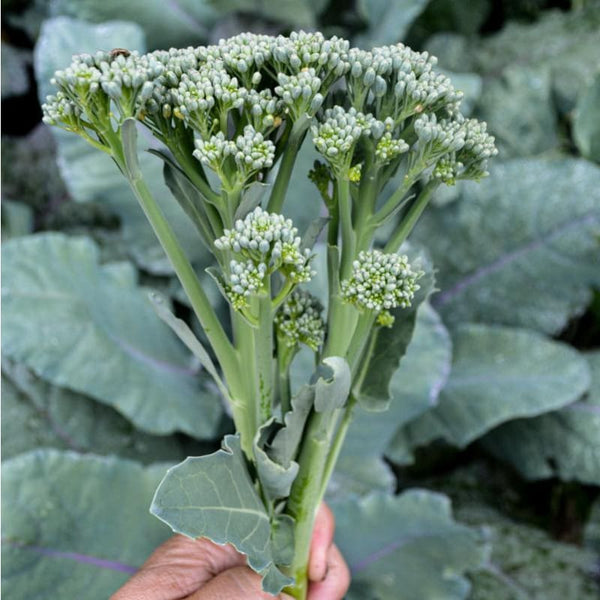 breed or grow plants from seeds codycross Aspabroc Broccoli (F1 Hybrid 50 Days)
