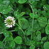 Close-up of green clover cover crop leaves covered with a small white clover flower on the left.