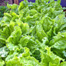 Australian Yellow Leaf Lettuce (50 Days) - Vegetables