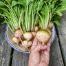 Avalanche Beet (F1 Hybrid 55 Days) - Vegetables