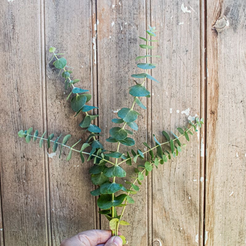 baby blue eucalyptus plant indoor Baby Blue Bouquet Eucalyptus