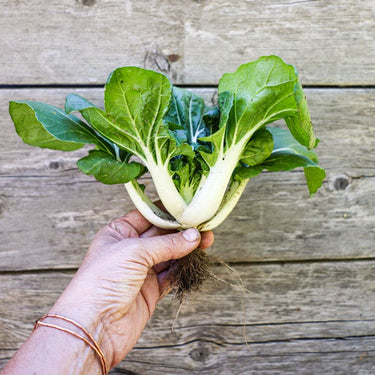 Baby Pak Choi (50 Days) - Vegetables