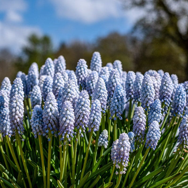 planting muscari seeds Baby's Breath Muscari