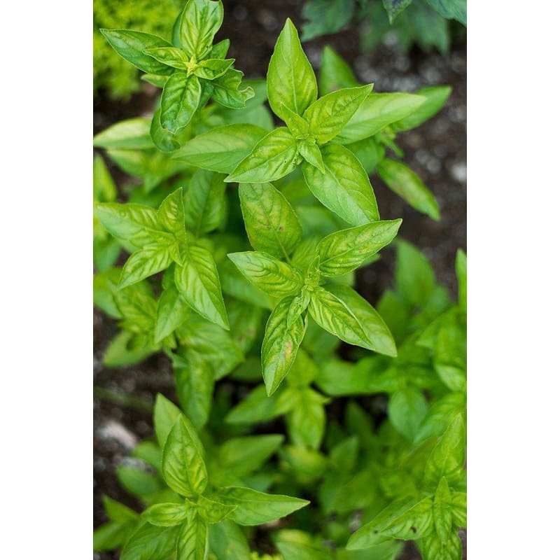 Basil Essential Oil (5 ml)