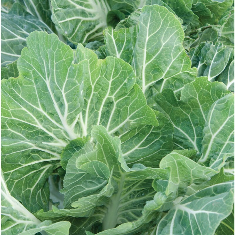 Beira Kale (Tronchuda Cabbage) (F1 Hybrid 80 Days)