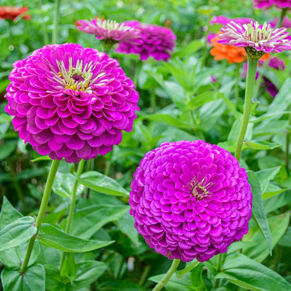 giant zinnia flower seeds Benary's Giant Purple Zinnia