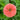 Benary’s Giant Salmon Rose Zinnia - Flowers