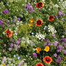 Beneficial Bug Mix (1 oz) - Flowers