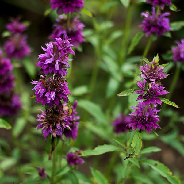 Bergamot Essential Oil (5 ml) – Pinetree Garden Seeds