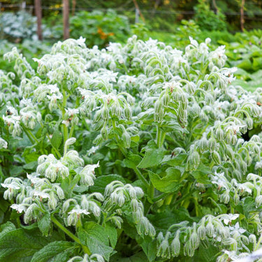 Bianca Borage - Herbs