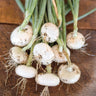 Bianca Di Maggio Cipollini Onion (Heirloom 95 Days) - Vegetables