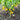 Biquinho Yellow Pepper (55 Days) - Vegetables