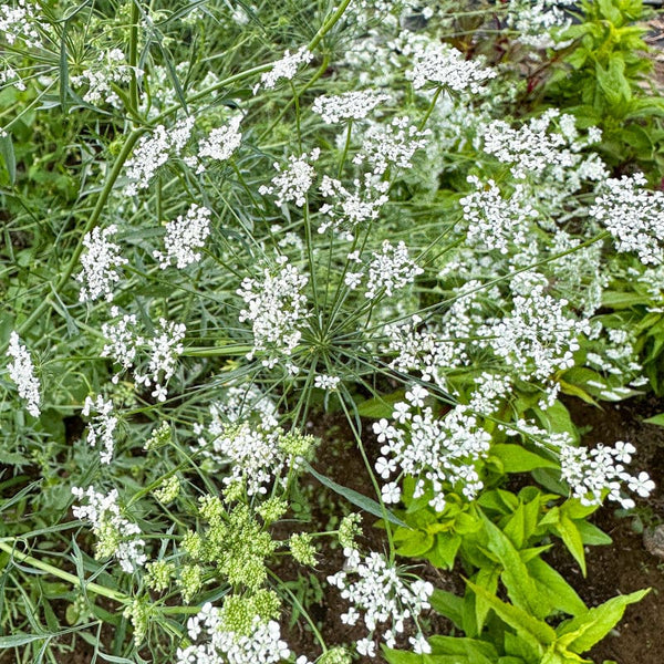 growing bishop's flower from seed Bishop's Flower