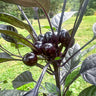 Black Pearl Ornamental Pepper - Flowers