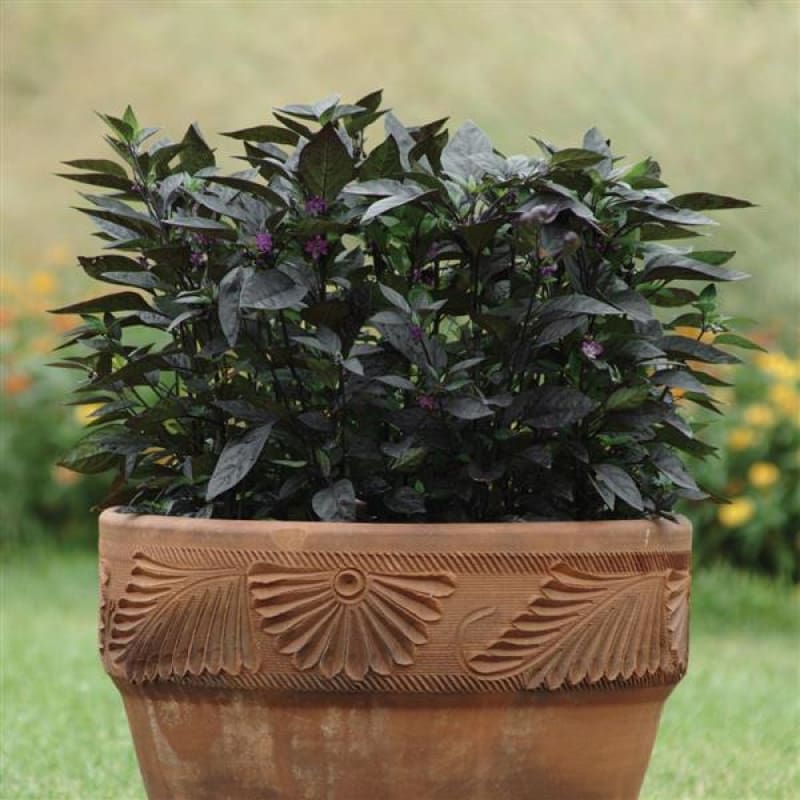 ornamental pepper plant indoors Black Pearl Ornamental Pepper – Pinetree Garden Seeds