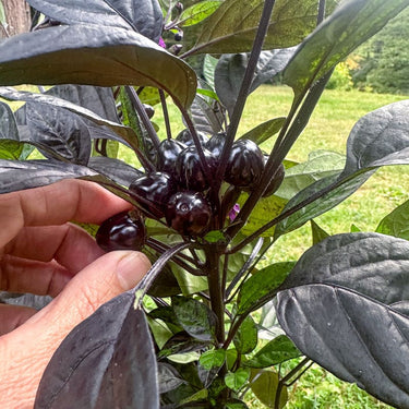 Black Pearl Ornamental Pepper - Flowers