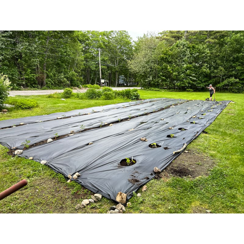 black tarp for gardening Black Plastic Mulch – Pinetree Garden Seeds