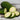 Black Zucchini Summer Squash (Heirloom 50 Days) - Vegetables