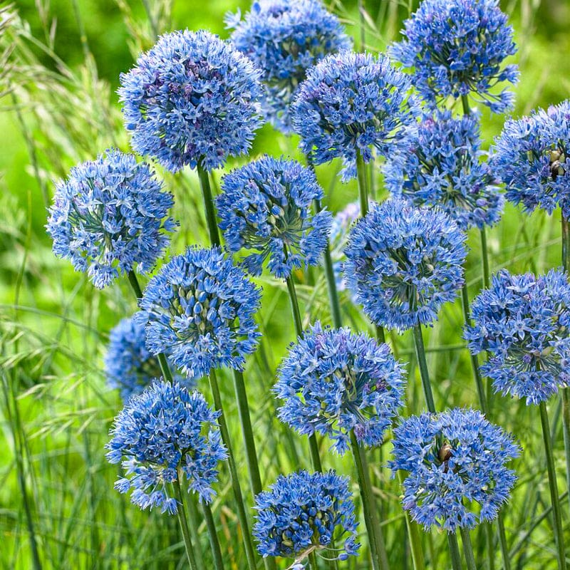 Blue Allium