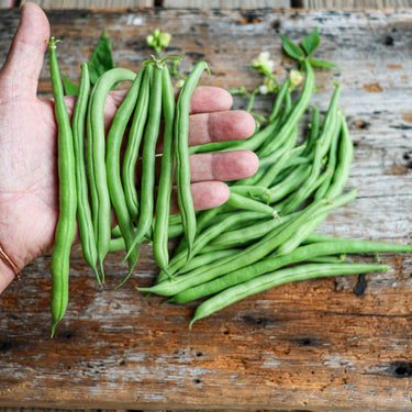 Blue Lake 274 Bush Bean (53 Days) - Vegetables