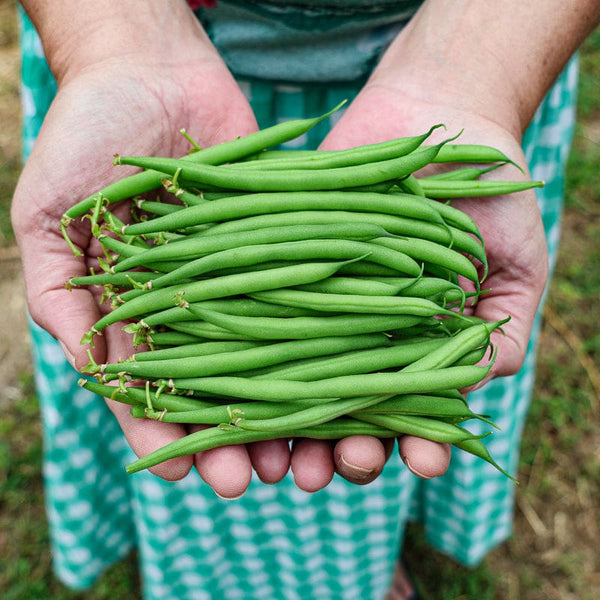 garden bean seed Blue Lake 274 Bush Bean (53 Days) – Pinetree Garden Seeds