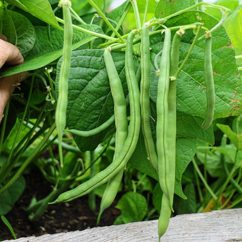 planting blue lake bush bean seeds Blue Lake 274 Bush Bean (53 Days)