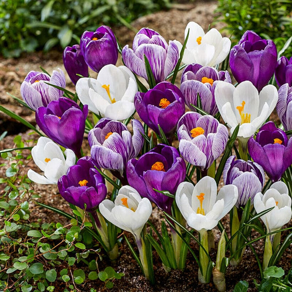 crocus plant seeds Blue Moon Crocus Mix