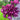 Blue Parrot Tulip - Fall