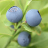 Blueberry ’Elizabeth’ - Spring
