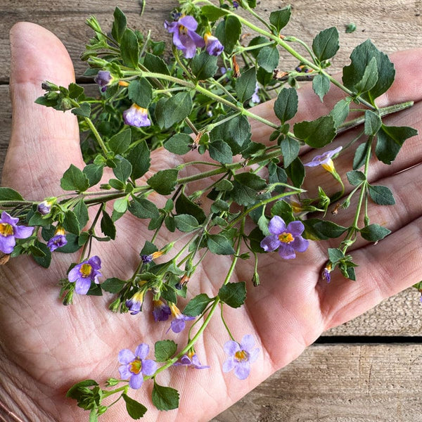 bacopa flower seeds Blutopia Bacopa