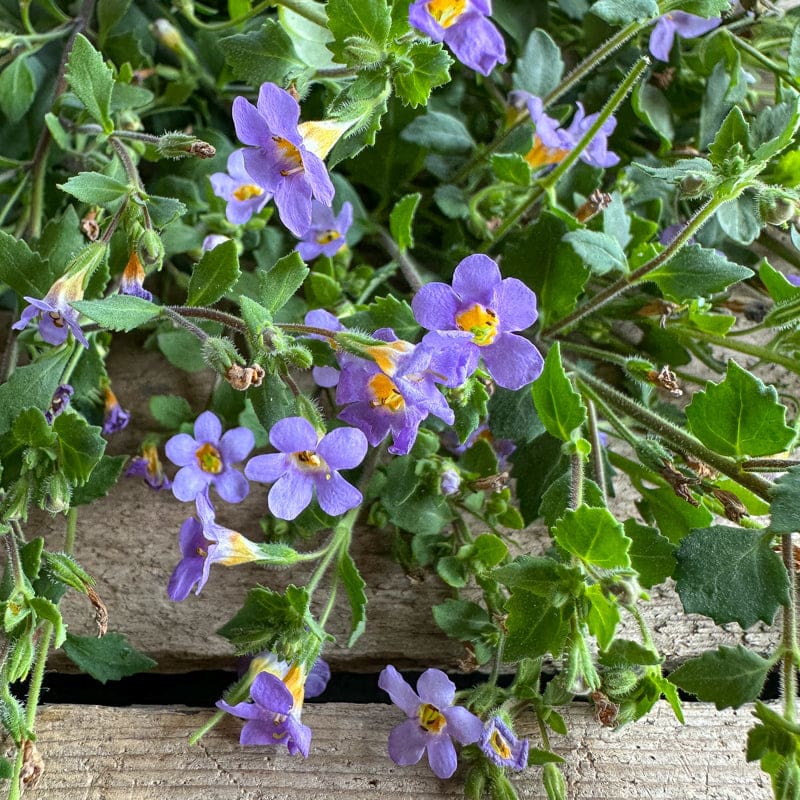 bacopa plant seeds Blutopia Bacopa
