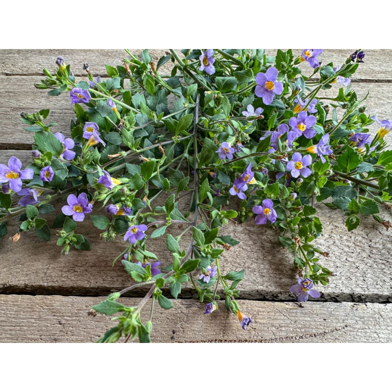 bacopa potted plant Blutopia Bacopa – Pinetree Garden Seeds