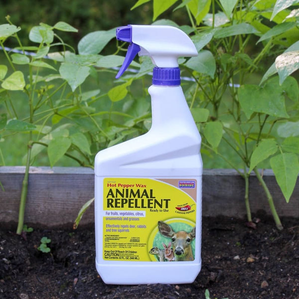 hot pepper spray for garden Bonide Hot Pepper Animal Repellent Ready-To-Use (32 oz.)