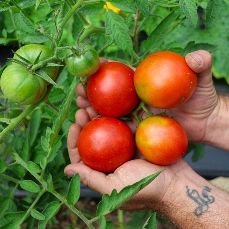 best days to plant tomato seeds Bonny Best Tomato (Heirloom, 72 Days)