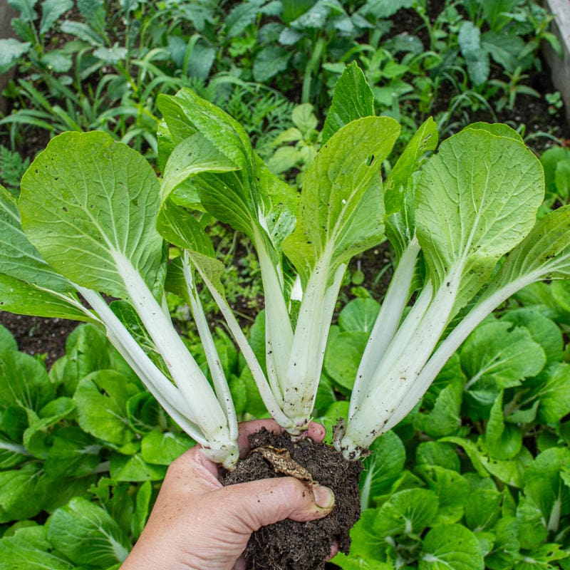 Batchak Bopak Pak Choi (Organic F1 Hybrid 50 Days) – Pinetree Garden Seeds