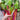 Bright Lights Swiss Chard (50 Days) - Vegetables