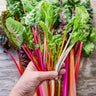 Bright Lights Swiss Chard (50 Days) - Vegetables