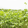 Broccoli Microgreens (1 oz) - Vegetables
