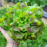 Bronze Mignonette Lettuce (53 Days) - Vegetables