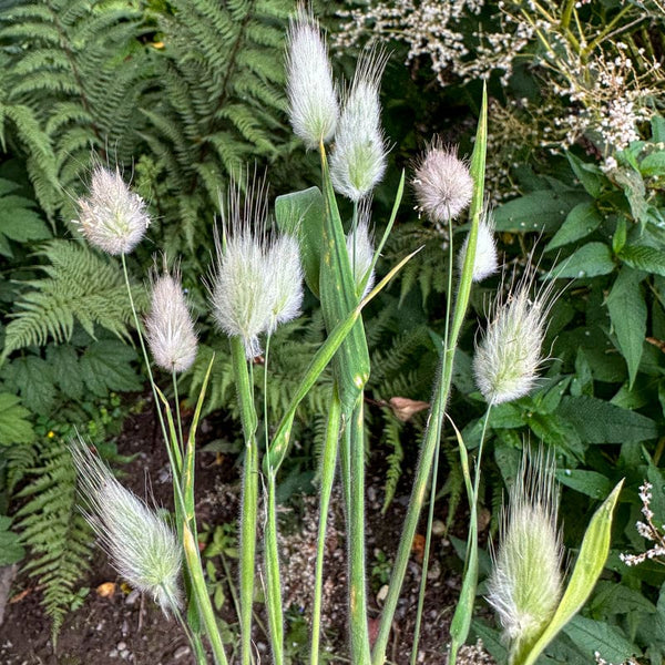 planting bunny tail seeds BUNNY TAIL GRASS