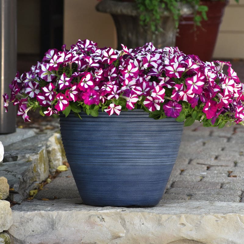 Burgundy Star Easy Wave Petunia Pinetree Garden Seeds
